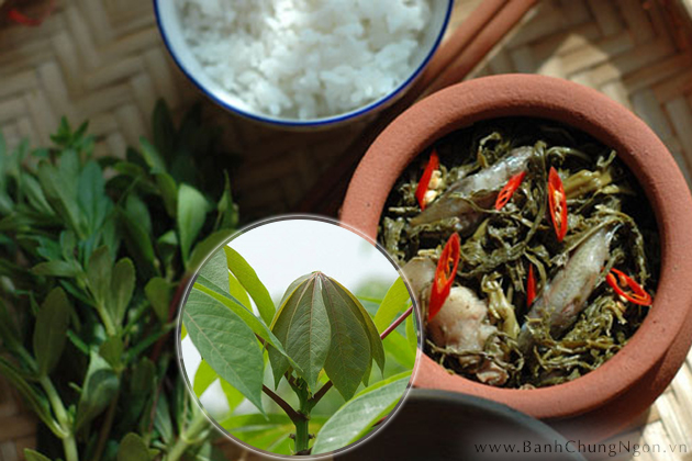 Đặc sản rau củ sắn muối bột chua Phú Thọ nấu nướng cá